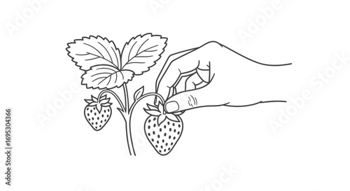 hand picking fresh strawberries from plant, line art illustration, harvest, summer fruits