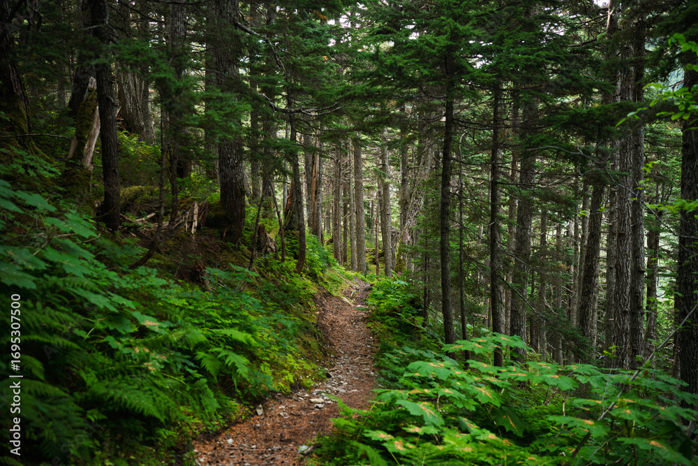 Fototapeta premium path in the forest