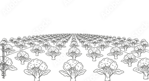 rows of broccoli in a field, sketch style, vegetable farm, agriculture, healthy food, vegan diet