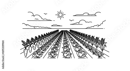 rows of carrots, cabbage, and corn in a sunny field agriculture, farming, and healthy food illustration