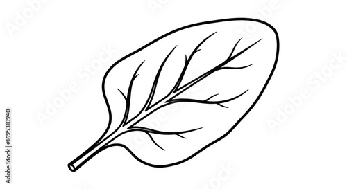 spinach leaf illustration, simple line art drawing, healthy food, vegetarian, vegan, nature