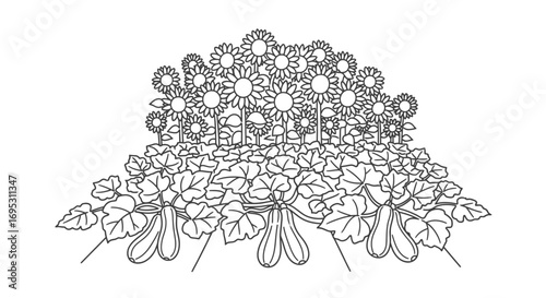 sunflowers and zucchini garden summer harvest illustration, agriculture, farming, botany, nature, line art drawing