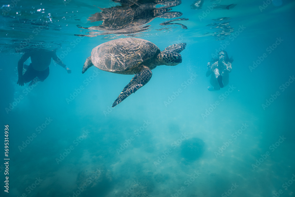 Obraz premium snorkeling with wild Hawaiian Green Sea Turtles off the shore in Waikiki