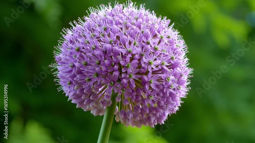Purple allium flower globeshaped stands out against blurred green foliage