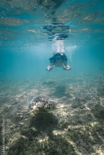 Wallpaper Mural snorkeling with wild Hawaiian Green Sea Turtles off the shore in Waikiki Torontodigital.ca