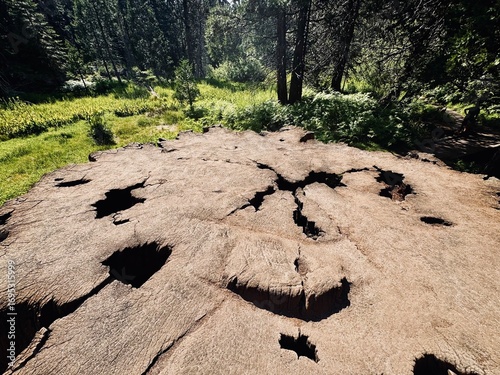 A massive tree stump from a giant sequoia, weathered and hollowed with deep cracks and holes, sits in a sunlit forest clearing surrounded by greenery and towering pine trees