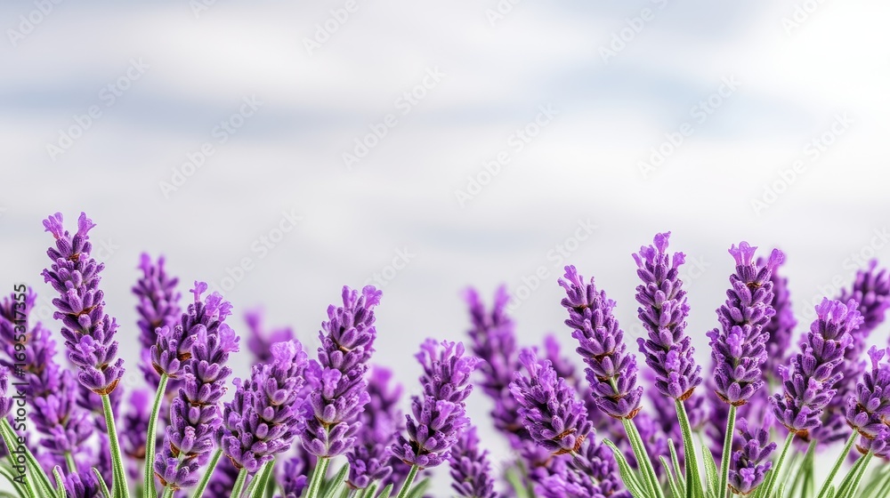 Fototapeta premium Beautiful Lavender Flowers in Bloom Against a Soft Blue Sky