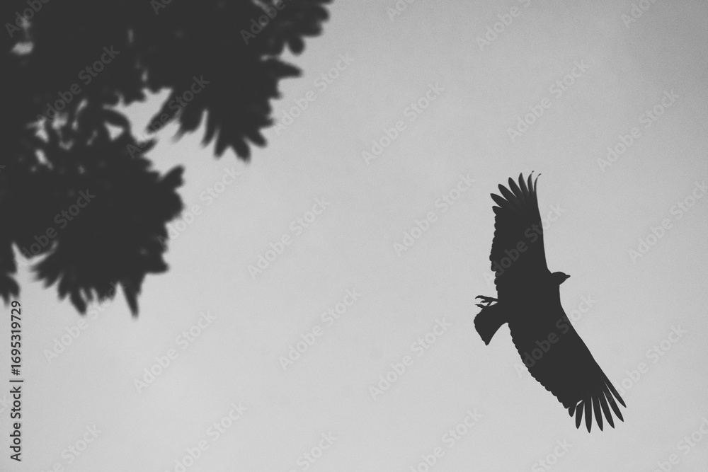 Fototapeta premium Vulture in the sky