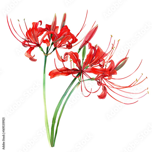 Red spider lily flowers watercolor painting on transparent background