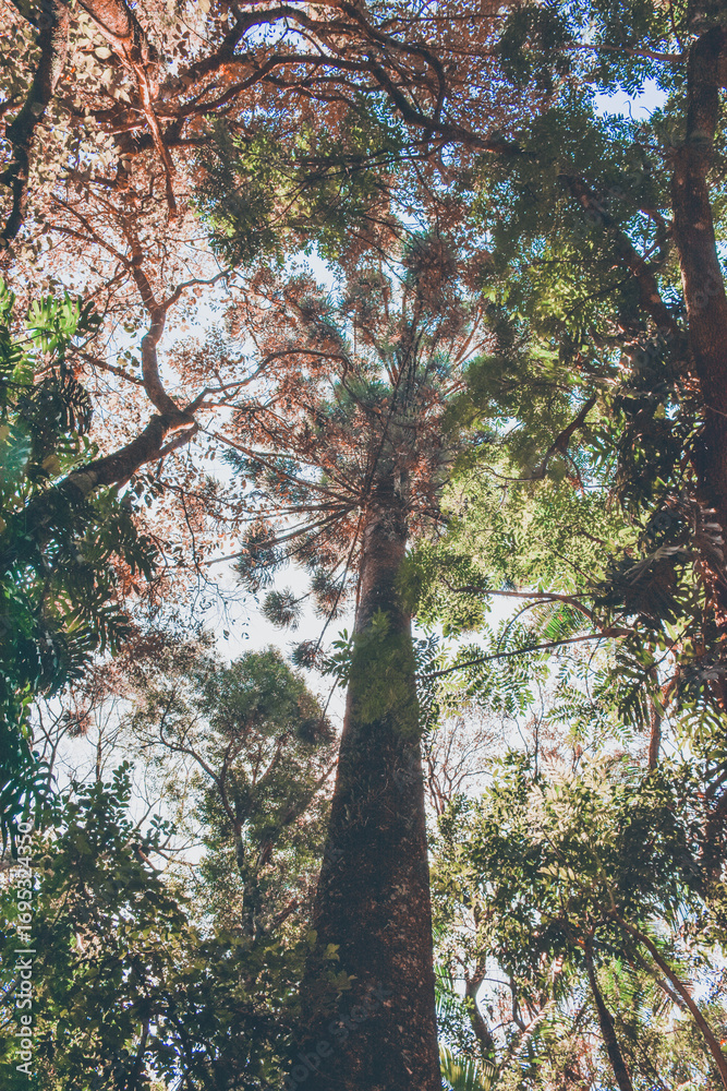 Fototapeta premium forest in autumn