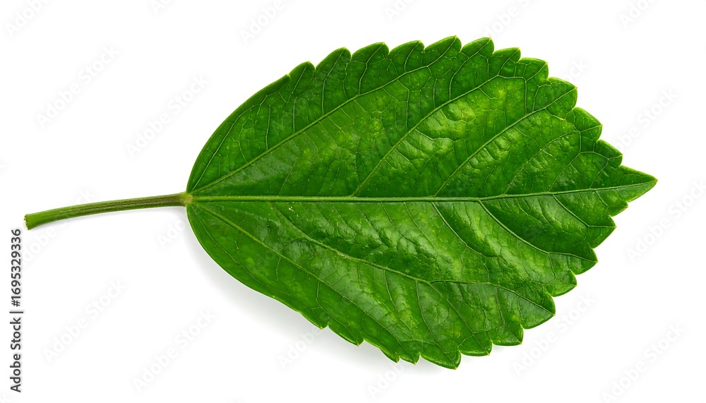 Fototapeta premium A vibrant green leaf, with defined veins and serrated edges, is isolated against a pure white backdrop.