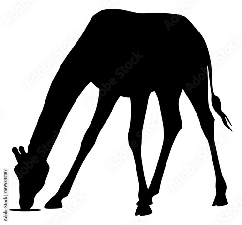 Silhouette of a giraffe bending to drink water