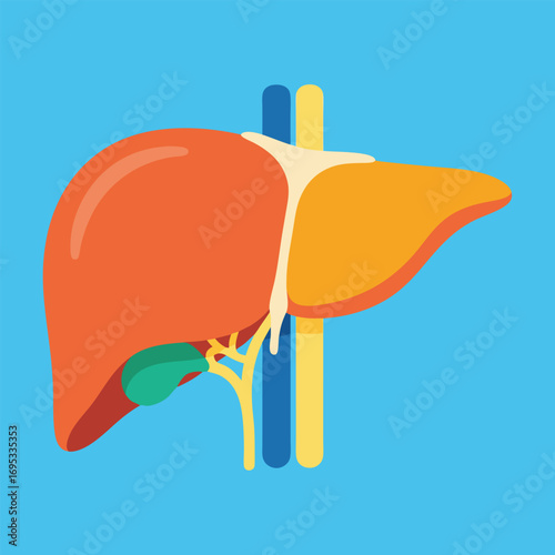 Detailed Human Liver Anatomy with Bile Duct and Vascular System Illustration for Medical and Educational Use