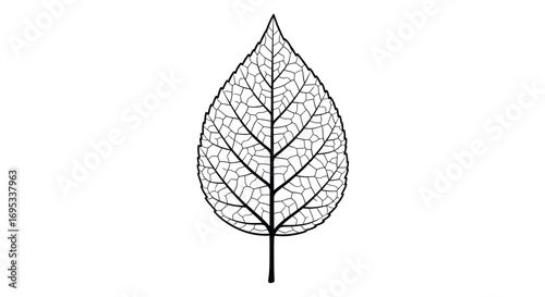 Botanical illustration of a leaf vein pattern evoking nature's delicate architecture