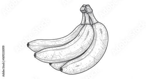 Monochrome sketch of a bunch of bananas conveys a simplistic artistic vision of tropical fruit
