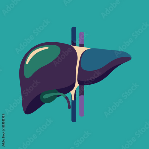 Detailed Human Liver Anatomy with Gallbladder and Bile Duct System for Medical Education and Healthcare Resources