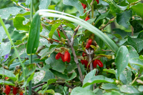 Wallpaper Mural barberry berry on a bush in the wild Torontodigital.ca