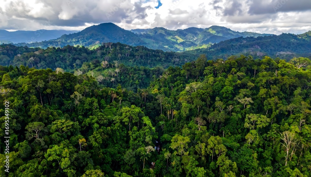 Obraz premium Lush green rainforest valley