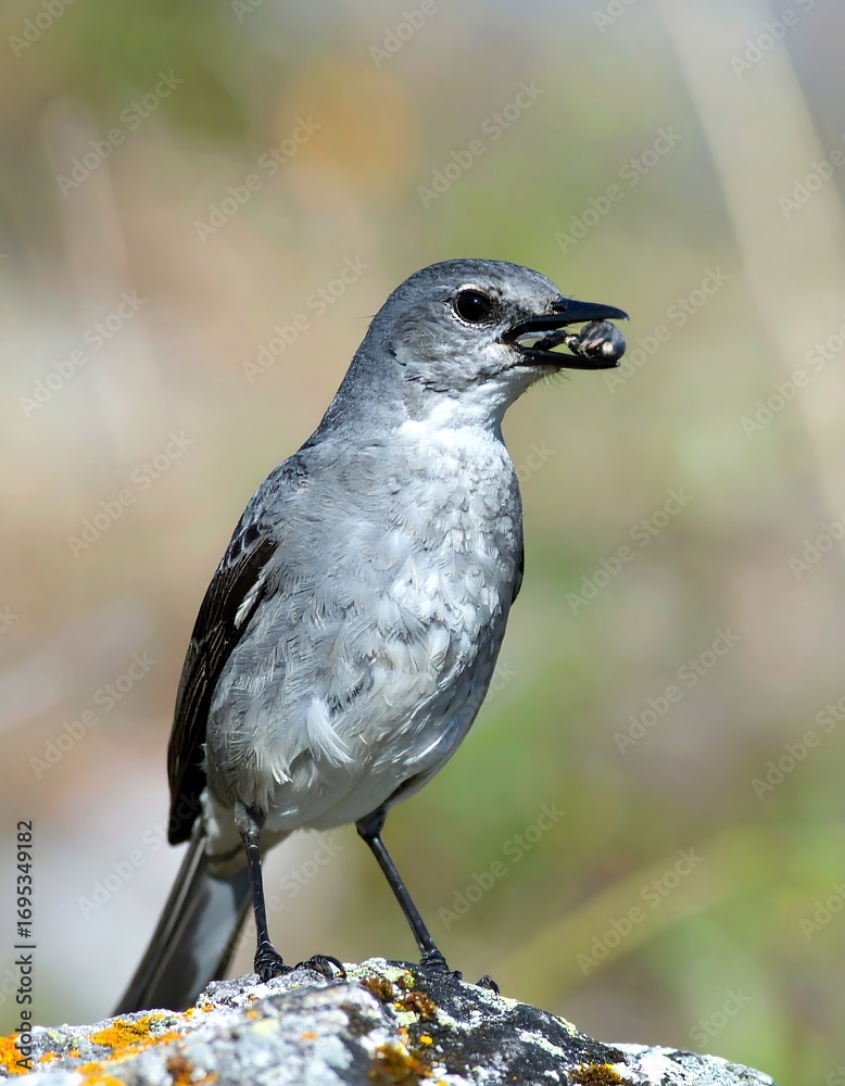 Obraz premium Gray bird perched on a rock