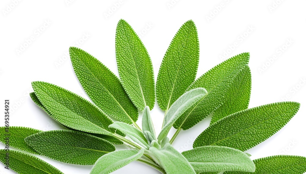 Fototapeta premium Fresh sage leaves, close-up