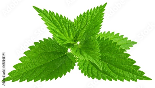 Fresh vibrant nettle leaves