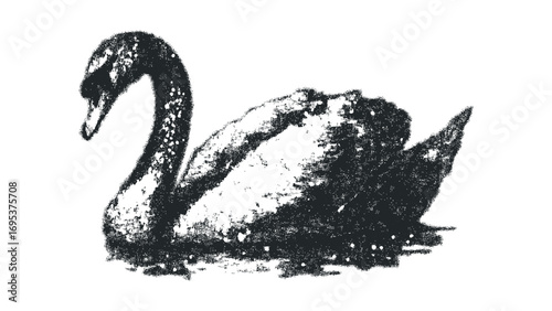 Black swan floating on water transparent background. Vector hand drawn illustration