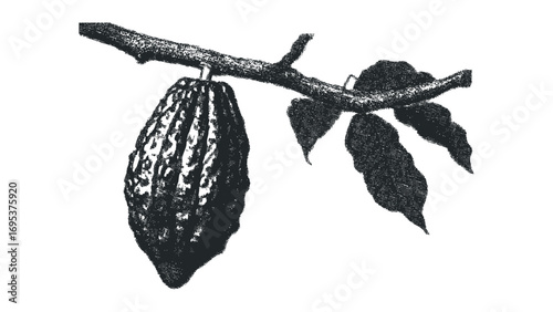 Cocoa pod hanging from a branch with leaves, graphic depiction, isolated. Vector hand drawn illustration