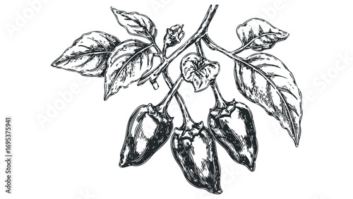 Sketch of Hot Peppers on Vine with Leaves Transparent. Vector hand drawn illustration