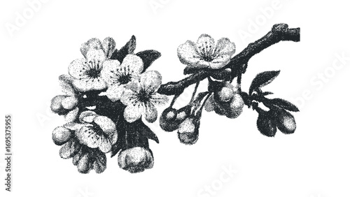 Halftone style cherry blossom branch with unopened buds. Vector hand drawn illustration