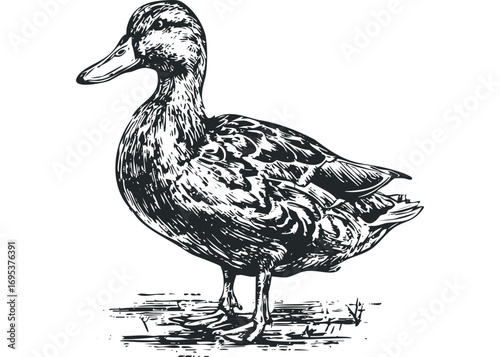 Duck standing on grassy ground, isolated graphic sketch. Vector hand drawn illustration