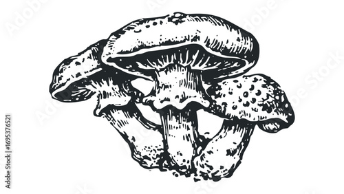 Pen and ink sketch of cluster of mushrooms on white. Vector hand drawn illustration