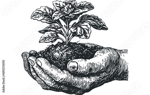 Hands holding a young plant sprout with soil on a transparent. Vector hand drawn illustration