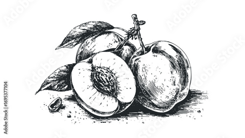 Sketch of ripe peaches with leaves on a transparent background. Vector hand drawn illustration