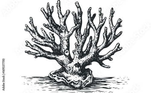 Detailed ink sketch of a branched antler coral on a shell base, transparent. Vector hand drawn illustration