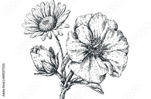 Hand drawn black and white floral arrangement with daisy and large flower. Vector hand drawn illustration