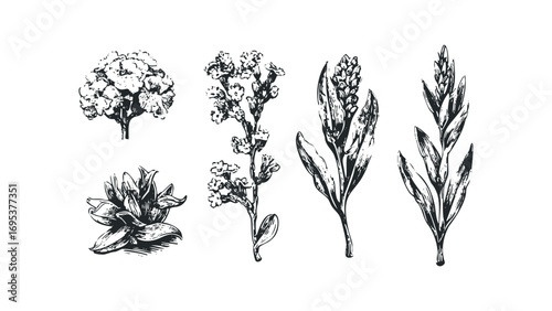 Collection of Five Detailed Botanical Illustrations on Transparent Background. Vector hand drawn illustration