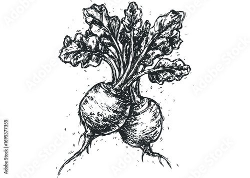 Hand Drawn Beets with Leaves. Vector hand drawn illustration