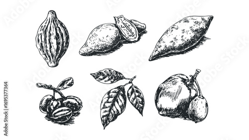 Various Hand Drawn Fruits and Leaves Collection. Vector hand drawn illustration