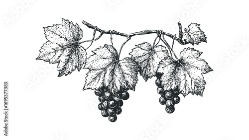 Grapevine branch with leaves and ripe fruit cluster. Vector hand drawn illustration