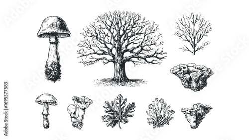 Detailed sketch of various mushrooms and tree on transparent background. Vector hand drawn illustration