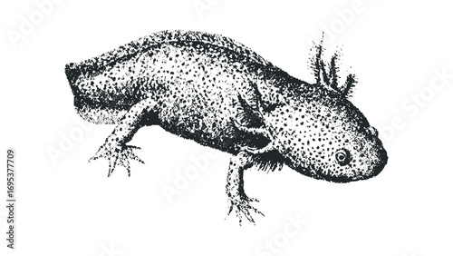 Axolotl creature with speckled texture on transparent background. Vector hand drawn illustration