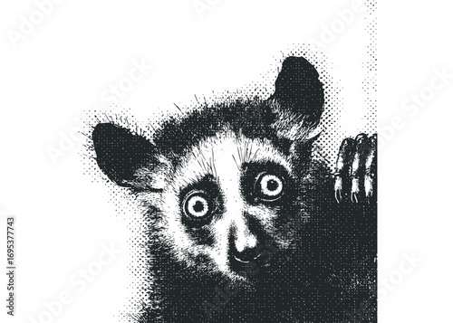 Close up of a startled lemur face on white. Vector hand drawn illustration