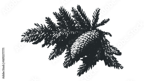Evergreen branch with pinecone isolated on white. Vector hand drawn illustration