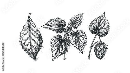 Botanical illustration of hop plant leaves and cones. Vector hand drawn illustration