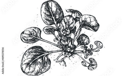 Hand Drawn Botanical Sketch of Spinach Plant with Leaves and Berries. Vector hand drawn illustration