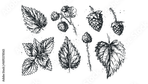 Vintage hop cones and textured leaves graphic on transparent background. Vector hand drawn illustration