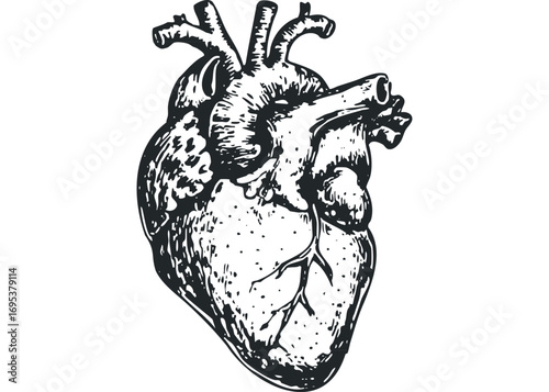 Anatomical Human Heart Sketch on Transparent. Vector hand drawn illustration