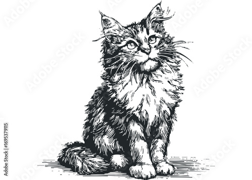 Fluffy long-haired cat sitting and looking up, pen and ink sketch. Vector hand drawn illustration