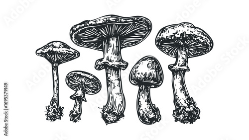 Five hand-drawn mushrooms in black and white ink on a transparent background. Vector hand drawn illustration