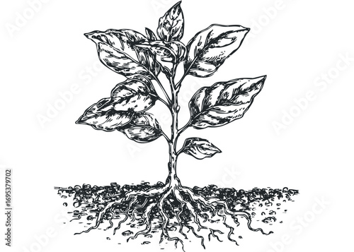 Sketch of a leafy plant with visible root system on transparent background. Vector hand drawn illustration